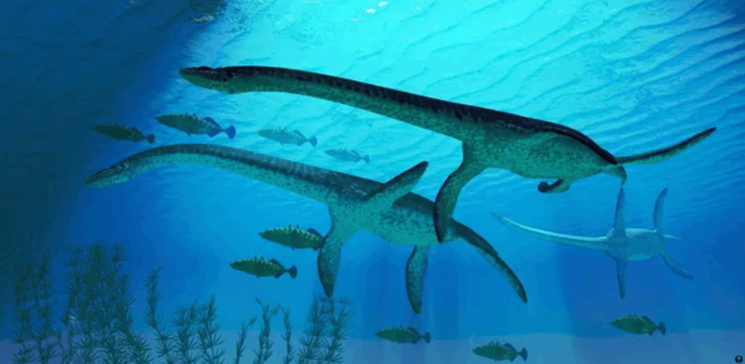Plesiosaur